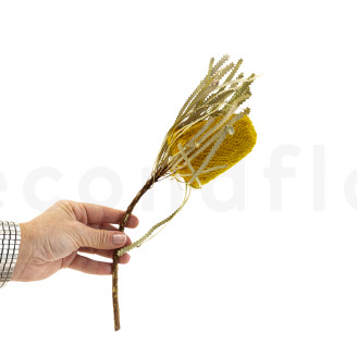Banksia Hookeriana essiccato - 1 Stelo - Giallo