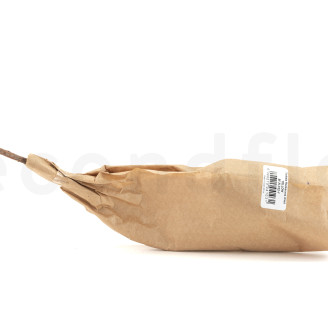 Getrocknete Banksia Hookeriana - 1 Stiel - Gelb