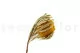 Banksia Hookeriana s&eacute;ch&eacute; Jaune 3