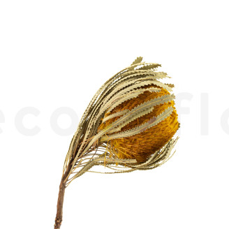 Banksia Hookeriana essiccato - 1 Stelo - Giallo