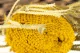 Banksia Hookeriana s&eacute;ch&eacute; Jaune 2