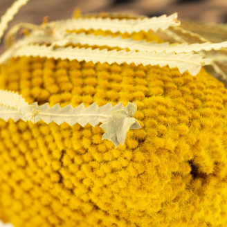 Dried Banksia Hookeriana - 1 Stem - Yellow
