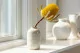 Getrocknete Banksia hookeriana Gelb 1