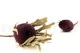 Getrocknete Banksia hookeriana Bordeaux 7