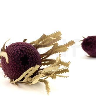 Banksia Hookeriana essiccato - 1 Stelo - Bordeaux