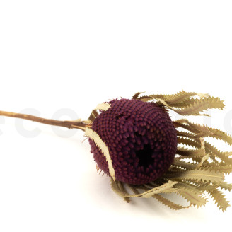 Getrocknet Banksia Hookeriana - 1 Stiel - Bordeaux
