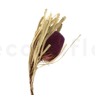 Banksia Hookeriana seco - 1 Tallo - Burdeos