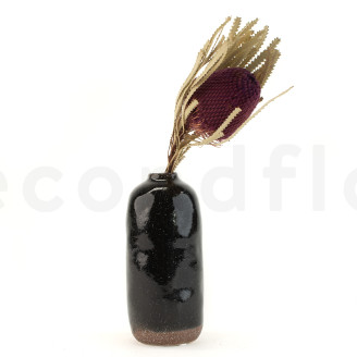 Banksia Hookeriana essiccato - 1 Stelo - Bordeaux