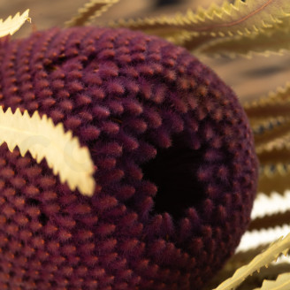 Banksia Hookeriana essiccato - 1 Stelo - Bordeaux