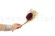 Banksia Hookeriana essiccato Bordeaux 6