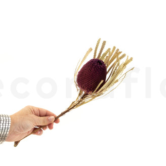 Getrocknet Banksia Hookeriana - 1 Stiel - Bordeaux