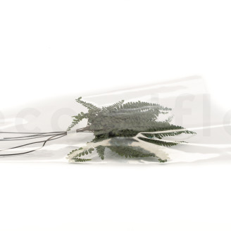 Felci Fern Stabilized - Green