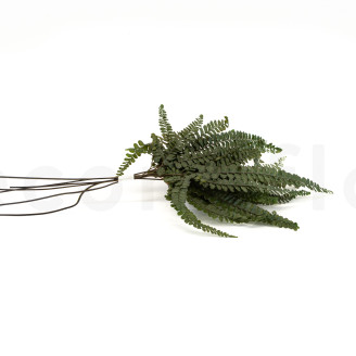 Felce Felci Preservate - Verde