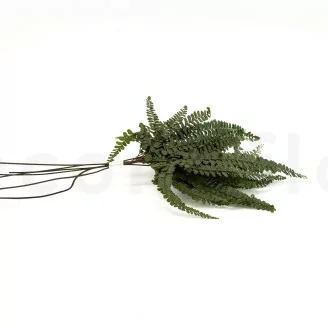 Preserved Felci Fern
