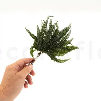 Preserved Felci Fern