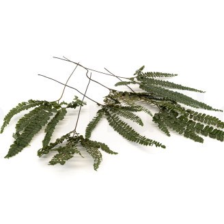 Felci Fern Stabilized - Green
