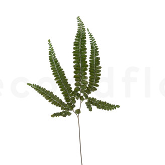Helecho Felci Preservado - Verde