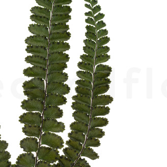 Fougère Felci Stabilisée - Vert