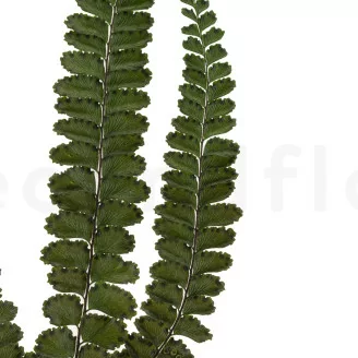 Preserved Felci Fern