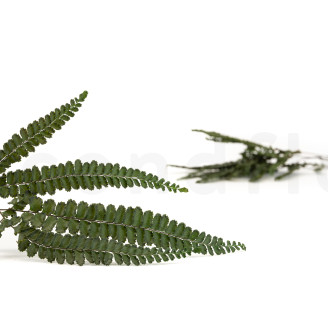 Helecho Felci Preservado - Verde