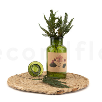 Helecho Felci Preservado - Verde