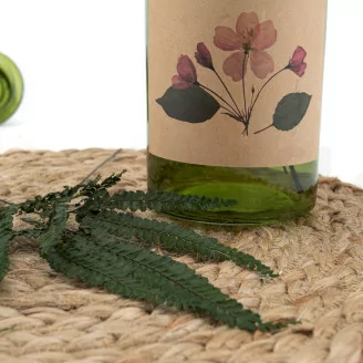 Preserved Felci Fern
