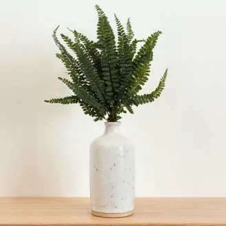 Preserved Felci Fern