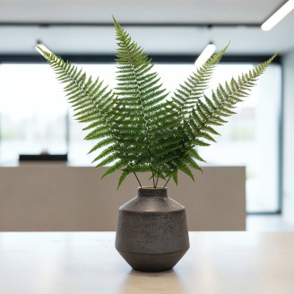 Parchment Fern Preserved - Green