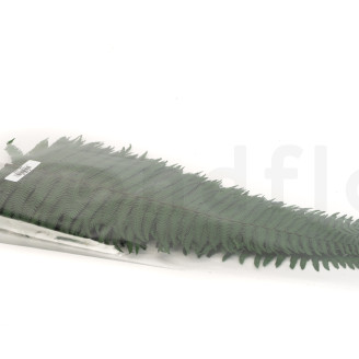 Parchment Fern Preserved - Green