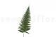 Preserved Parchment Fern 6