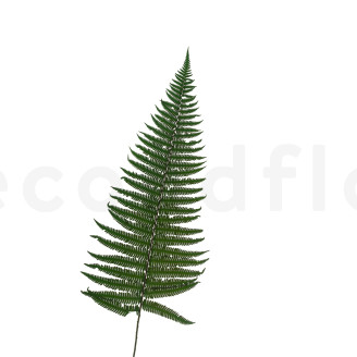 Parchment Fern Stabilized - Green