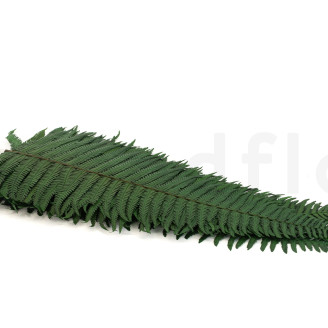 Helecho Pergamino Preservado - Verde