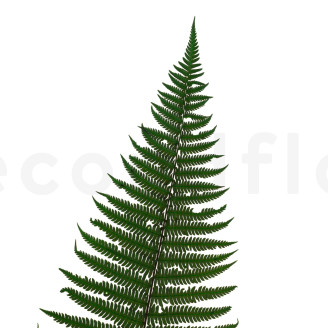 Felce Parchemin stabilizzata - Verde