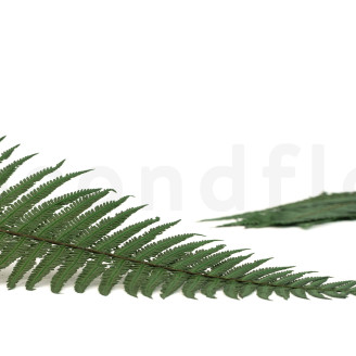 Parchment Fern Preserved - Green
