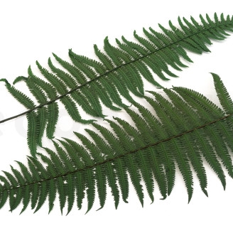 Helecho Pergamino Preservado - Verde