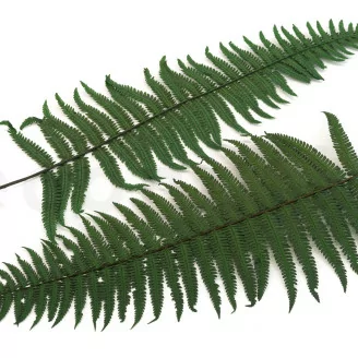 Preserved Parchment Fern