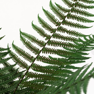 Helecho Pergamino Preservado - Verde