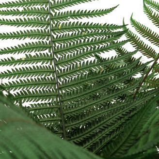 Parchment Fern Stabilized - Green