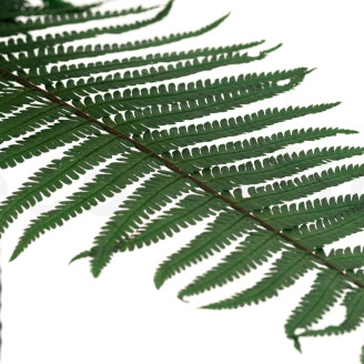 Helecho Pergamino Preservado - Verde