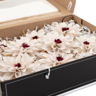Dalia Preservada - Caja de 8 - Blanco