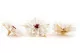 Preserved Dahlia White (x8) 4