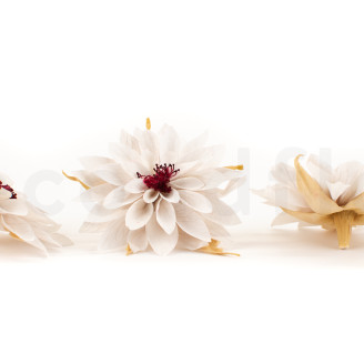 Dahlia Stabilisé - Boîte de 8 - Blanc