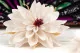 Preserved Dahlia White (x8) 2