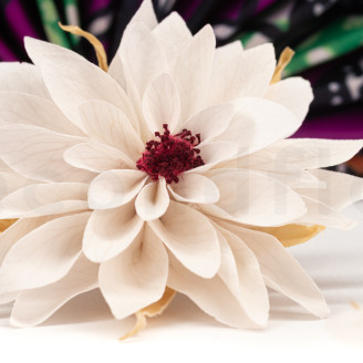 Dahlia Stabilisé - Boîte de 8 - Blanc