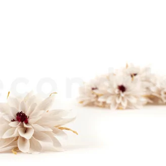 Dalia preservada Blanco (x8)