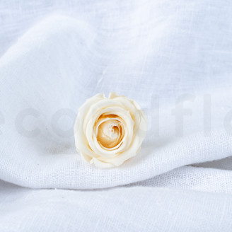 Rose stabilisée Verdissimo M - Boîte de 12 - Champagne