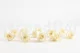 Konservierte Rose M Champagne (x12) 4