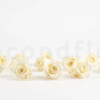 Konservierte Rose M Champagne (x12)