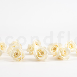 Stabilized rose Verdissimo M - Box of 12 - Champagne