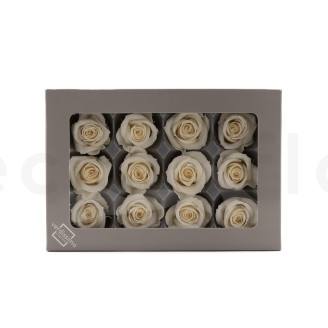 Rose stabilisée Verdissimo M - Boîte de 12 - Champagne